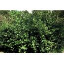 Bodendecker - Purpur-Kriechspindel - Euonymus fortunei Coloratus - 9cm Topf - Set mit 6 Pflanzen
