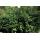 Bodendecker - Purpur-Kriechspindel - Euonymus fortunei Coloratus - 9cm Topf - Set mit 6 Pflanzen