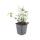 Bodendecker - Purpur-Kriechspindel - Euonymus fortunei Coloratus - 9cm Topf - Set mit 6 Pflanzen