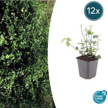 Bodendecker - Purpur-Kriechspindel - Euonymus fortunei Coloratus - 9cm Topf - Set mit 12 Pflanzen