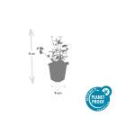 Bodendecker - Purpur-Kriechspindel - Euonymus fortunei Coloratus - 9cm Topf - Set mit 12 Pflanzen