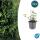 Bodendecker - Purpur-Kriechspindel - Euonymus fortunei Coloratus - 9cm Topf - Set mit 12 Pflanzen