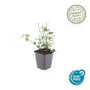 Bodendecker - Purpur-Kriechspindel - Euonymus fortunei Coloratus - 9cm Topf - Set mit 20 Pflanzen