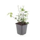 Bodendecker - Purpur-Kriechspindel - Euonymus fortunei Coloratus - 9cm Topf - Set mit 20 Pflanzen