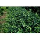 Bodendecker - Spindelbaum - Euonymus fortunei Darts Blanket - 9cm Topf - Set mit 6 Pflanzen