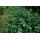 Bodendecker - Spindelbaum - Euonymus fortunei Darts Blanket - 9cm Topf - Set mit 6 Pflanzen