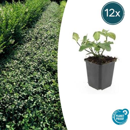 Bodendecker - Spindelbaum - Euonymus fortunei Darts Blanket - 9cm Topf - Set mit 12 Pflanzen