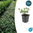 Bodendecker - Spindelbaum - Euonymus fortunei Darts Blanket - 9cm Topf - Set mit 12 Pflanzen