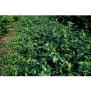 Bodendecker - Spindelbaum - Euonymus fortunei Darts Blanket - 9cm Topf - Set mit 12 Pflanzen