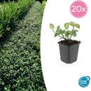 Bodendecker - Spindelbaum - Euonymus fortunei Darts Blanket - 9cm Topf - Set mit 20 Pflanzen