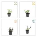Bodendecker - Spindelbaum - Euonymus fortunei Darts Blanket - 9cm Topf - Set mit 20 Pflanzen
