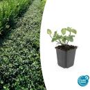 Bodendecker - Spindelbaum - Euonymus fortunei Darts Blanket - 9cm Topf - Set mit 20 Pflanzen