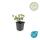 Bodendecker - Spindelbaum - Euonymus fortunei Darts Blanket - 9cm Topf - Set mit 20 Pflanzen