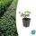Bodendecker - Spindelbaum - Euonymus fortunei Darts Blanket - 9cm Topf - Set mit 20 Pflanzen
