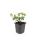 Bodendecker - Spindelbaum - Euonymus fortunei Darts Blanket - 9cm Topf - Set mit 20 Pflanzen