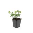 Couvre-sol - Fusain - Euonymus fortunei Darts Blanket - pot de 9cm - Set de 60 plantes