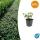 Couvre-sol - Fusain - Euonymus fortunei Darts Blanket - pot de 9cm - Set de 60 plantes