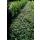 Couvre-sol - Fusain - Euonymus fortunei Darts Blanket - pot de 9cm - Set de 60 plantes