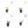Couvre-sol - Fusain - Euonymus fortunei Darts Blanket - pot de 9cm - Set de 60 plantes