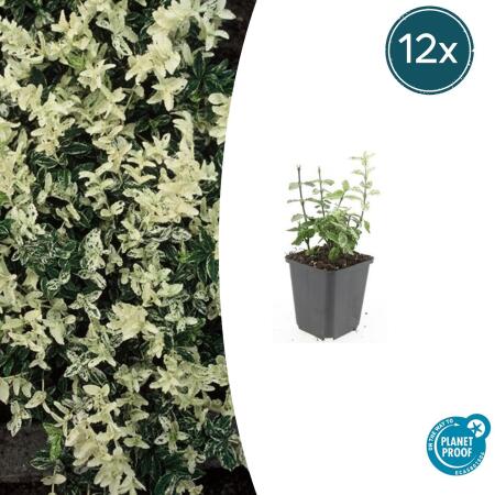 Couvre-sol - Fusain rampant - Euonymus fortunei Harlequin - Pot de 9cm - Set de 12 plantes