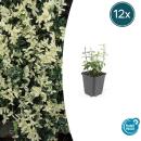 Couvre-sol - Fusain rampant - Euonymus fortunei Harlequin - Pot de 9cm - Set de 12 plantes