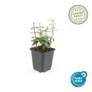 Couvre-sol - Fusain rampant - Euonymus fortunei Harlequin - Pot de 9cm - Set de 12 plantes