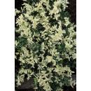 Couvre-sol - Fusain rampant - Euonymus fortunei Harlequin - Pot de 9cm - Set de 12 plantes