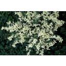 Couvre-sol - Fusain rampant - Euonymus fortunei Harlequin - Pot de 9cm - Set de 12 plantes