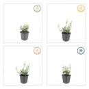 Couvre-sol - Fusain rampant - Euonymus fortunei Harlequin - Pot de 9cm - Set de 12 plantes