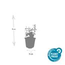 Couvre-sol - Fusain rampant - Euonymus fortunei Harlequin - Pot de 9cm - Set de 12 plantes