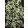 Couvre-sol - Fusain rampant - Euonymus fortunei Harlequin - Pot de 9cm - Set de 12 plantes