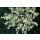 Couvre-sol - Fusain rampant - Euonymus fortunei Harlequin - Pot de 9cm - Set de 12 plantes