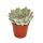 Echeveria pulidonis - petite plante en pot de 5,5cm
