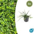 Bodendecker - Kriechspindel - Euonymus fortunei Minimus - 9cm Topf - Set mit 6 Pflanzen