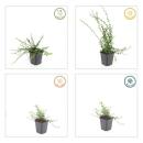 Bodendecker - Kriechspindel - Euonymus fortunei Minimus - 9cm Topf - Set mit 6 Pflanzen