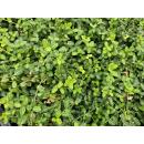 Bodendecker - Kriechspindel - Euonymus fortunei Minimus - 9cm Topf - Set mit 6 Pflanzen