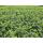 Bodendecker - Kriechspindel - Euonymus fortunei Minimus - 9cm Topf - Set mit 6 Pflanzen