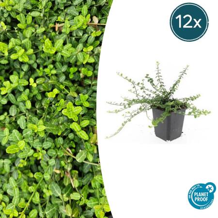 Bodendecker - Kriechspindel - Euonymus fortunei Minimus - 9cm Topf - Set mit 12 Pflanzen