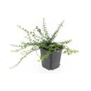 Bodendecker - Kriechspindel - Euonymus fortunei Minimus - 9cm Topf - Set mit 12 Pflanzen