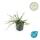 Bodendecker - Kriechspindel - Euonymus fortunei Minimus - 9cm Topf - Set mit 12 Pflanzen