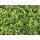 Bodendecker - Kriechspindel - Euonymus fortunei Minimus - 9cm Topf - Set mit 12 Pflanzen