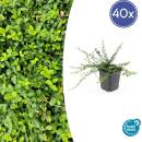 Bodendecker - Kriechspindel - Euonymus fortunei Minimus - 9cm Topf - Set mit 40 Pflanzen