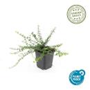 Bodendecker - Kriechspindel - Euonymus fortunei Minimus - 9cm Topf - Set mit 40 Pflanzen