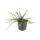 Bodendecker - Kriechspindel - Euonymus fortunei Minimus - 9cm Topf - Set mit 40 Pflanzen