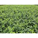 Bodendecker - Kriechspindel - Euonymus fortunei Minimus - 9cm Topf - Set mit 60 Pflanzen