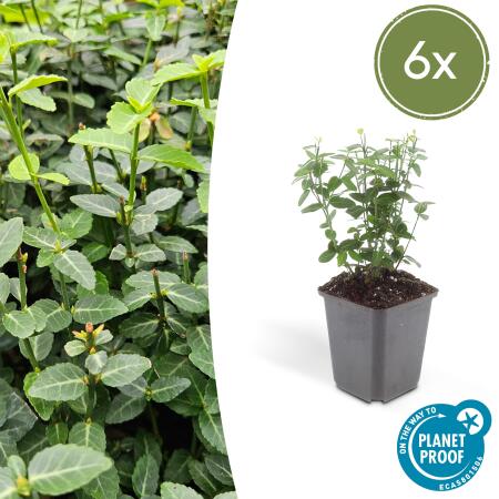 Bodendecker - Kriechspindel - Euonymus fortunei radicans - 9cm Topf - Set mit 6 Pflanzen