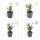 Bodendecker - Kriechspindel - Euonymus fortunei radicans - 9cm Topf - Set mit 6 Pflanzen
