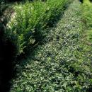 Bodendecker - Kriechspindel - Euonymus fortunei radicans - 9cm Topf - Set mit 12 Pflanzen