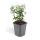 Bodendecker - Kriechspindel - Euonymus fortunei radicans - 9cm Topf - Set mit 12 Pflanzen