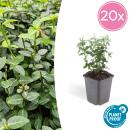 Bodendecker - Kriechspindel - Euonymus fortunei radicans - 9cm Topf - Set mit 20 Pflanzen